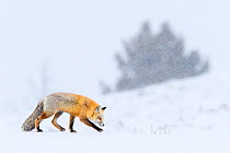 RF - Red fox (Vulpes vulpes) foraging in falling snow in winter. Hayden Valley, Yellowstone National Park, USA. February. (This image may be licensed either as rights managed or royalty free.)