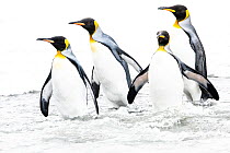 RF - King penguin (Aptenodytes patagonicus), four returning to sea. St Andrews Bay, South Georgia. November. (This image may be licensed either as rights managed or royalty free.)