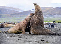 RF - Southern elephant seal (Mirounga leonina), two males fighting in colony amongst King penguins (Aptenodytes patagonicus). St Andrews Bay, South Georgia. November. (This image may be licensed eithe...