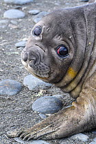 RF - Southern elephant seal (Mirounga leonina) pup, portrait. Gold Harbour, South Georgia. November. (This image may be licensed either as rights managed or royalty free.)