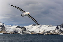 RF - Black-browed albatross (Thalassarche melanophris) in flight, snow covered coastline in background. Cooper Bay, South Georgia. November 2018. (This image may be licensed either as rights managed o...