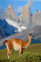 RF - Guanaco (Lama guanicoe) standing in front of mountain towers of Paine. Torres del Paine National Park, Patagonia, Chile. December 2018. (This image may be licensed either as rights managed or roy...