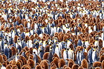 RF - King penguin (Aptenodytes patagonicus) colony with adults and juveniles. Salisbury Plain, South Georgia Island. November. (This image may be licensed either as rights managed or royalty free.)