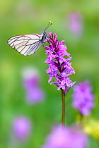 RF - Black veined white butterfly (Aporia crataegi) nectaring on Fragrant orchid (Gymnadenia conopsea). North Tyrol, Austria, June. (This image may be licensed either as rights managed or royalty free...