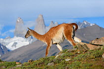 RF - Guanaco (Lama guanicoe) walking down slope with mountain towers of Paine in background, Torres del Paine National Park, Patagonia, Chile. December 2018. (This image may be licensed either as righ...
