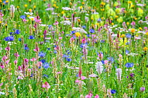 RF - Wildflowers flowering in ancient alpine meadow. North Tyrol, Austria. June. (This image may be licensed either as rights managed or royalty free.)
