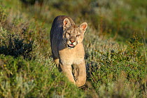 RF - Puma (Puma concolor puma), young male walking on hillside near Torres del Paine National Park, Patagonia, Chile. November. (This image may be licensed either as rights managed or royalty free.)