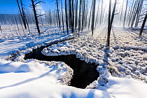 RF - Rays of sunshine through dead tree trunks along winding river, in snow on misty morning. Firehole Valley. Yellowstone National Park, USA. January (This image may be licensed either as rights mana...