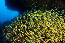 RF - Blueline snapper (Lutjanus kasmira) mass of fish over coral reef. Maldives.