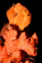RF - Portrait of an Orange painted frogfish (Antennarius pictus) on an orange sponge. North Sulawesi.