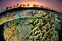 RF - Split level photo of a coral reef with hard corals (Acropora sp., Millepora sp. and Pocillopora sp.) and the shore with palm trees, at sunset. Red Sea