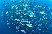 RF - A school of adult Giant trevally (Caranx ignobilis) swimming near a coral reef. Red Sea