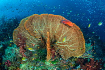 RF - Coral grouper (Cephalopholis miniata) guards its terriroty on a coral reef, with a sea fan (Annella sp.). Raja Ampat.