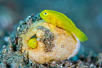 RF - A pair of pygmy lemon gobies (yellow pygmy goby: Lubricogobius exiguus) make their home in an old heart urchin (sea mouse: Maretia sp.) test. Dauin, Philippines.