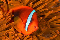 RF - Tomato anemonefish (Amphiprion frenatus) barks a warning from her fluorescent anemone home. Philippines