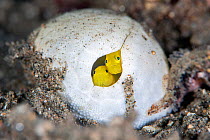 RF - Pygmy lemon gobies (Lubricogobius exiguus) make their home in an old heart urchin (Maretia sp.) Dauin, Philippines.