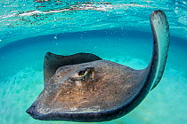 Southern stingray (Dasyatis americana) female swimming over seabed. Grand Cayman, Cayman Islands. British West Indies. Caribbean Sea.
