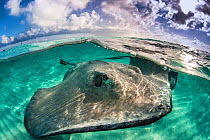 A split level photo of a female southern stingray (Dasyatis americana) swimming over seabed. Grand Cayman, Cayman Islands. British West Indies. Caribbean Sea.