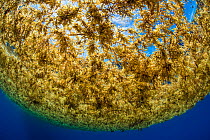 A raft of sargasso weed (Sargassum natans) in open ocean. Off shore, Grand Cayman, Cayman Islands, British West Indies. Caribbean Sea.