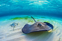 Southern stingrays (Dasyatis americana) in shallow water. with sun rays. Grand Cayman, Cayman Islands. British West Indies. Caribbean Sea.