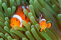 Western clown anemonefish (Amphiprion ocellaris) poses with a large, dominant female behind. The clownfish in the foreground is probably a juvenile. Bitung, North Sulawesi, Indonesia. Lembeh Strait, M...
