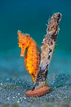 Common seahorse (Hippocampus kuda) female gripping onto a piece of waterlogged wood with her prehensile tail. Bitung, North Sulawesi, Indonesia. Lembeh Strait, Molucca Sea.