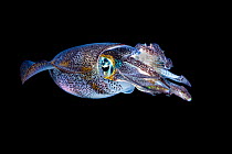 Bigfin reef squid (Sepioteuthis lessoniana) with a captured rabbitfish (Siganus sp.) in its arms, at night. ;Bitung, North Sulawesi, Indonesia. Lembeh Strait, Molucca Sea.