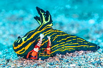 Pair of Emperor shrimp (Zenopontonia rex / Periclimenes imperator) female is the larger one, hitch a ride on a large nudibranch (Tambja luteolineata) and pick food from the seabed with their claws. Bi...