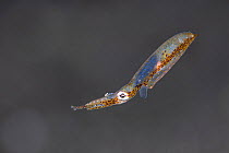 Pygmy squid (Idiosepius sp.) swimming. Bitung, North Sulawesi, Indonesia. Lembeh Strait, Molucca Sea.