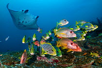 Reef manta (Mobula alfredi) visiting a cleaning station on a coral reef with a school of Onespot snappers (Lutjanus monostigma), Oriental sweetlips (Plectorhinchus vittatus) and Sabre squirrelfish (Sa...