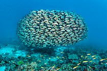 Large school of Humpback snapper (Lutjanus gibbus) form into a tight ball on a coral reef. North Ari Atoll, Maldives. Indian Ocean.