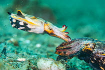 Flamboyant cuttlefish (Metasepia pfefferi) small male courting a larger female. Anilao, Batangas marine protected area, Luzon, Philippines. Verde Island Passages, Tropical West Pacific Ocean.