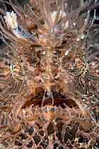Portrait of the face of a Hairy frogfish (Antennarius striatus). Anilao, Batangas marine protected area, Luzon, Philippines. Verde Island Passages, Tropical West Pacific Ocean.
