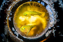 Pygmy lemon gobies ( Lubricogobius exiguus) guarding their home in a glass bottle (backlit with a torch). Anilao, Batangas marine protected area, Luzon, Philippines. Verde Island Passages, Tropical We...