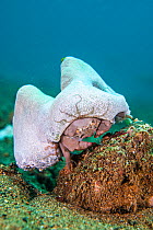 Sleepy sponge crab (Dromia dormia) climbing over a rock, carrying its sea squirt (Didemnum molle) disguise, with brittlestar. Anilao, Batangas marine protected area, Luzon, Philippines. Verde Island P...