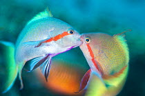Threadfin anthias (Pseudanthias huchti) males locking jaws as they fight over territory on a coral reef. Dauin, Dauin Marine Protected Area, Dumaguete, Negros, Philippines. Bohol Sea, tropical west Pa...