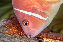 Pink anemonefish (Amphiprion perideraion) tends a clutch of new eggs (revealed by their red colour) beneath its host anemone (magnificent sea anemone: Heteractis magnifica). Dauin, Dumaguete, Negros,...