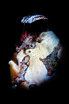 Warty frogfish (Antennartius maculatus) female raising her elaborate lure to attract prey. Dauin, Dauin Marine Protected Area, Dumaguete, Negros, Philippines. Bohol Sea, tropical west Pacific Ocean.