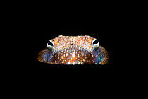 Portrait of a Tropical bottletail squid (Sepiadarium kochi) partially buried in sand and illuminated in a beam of light, at night. Dauin, Dauin Marine Protected Area, Dumaguete, Negros, Philippines. B...
