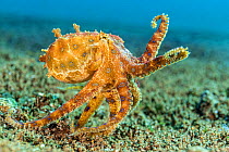 Blue ring octopus (Hapalochlaena lunulata) walks across the sea bed. Dauin, Dauin Marine Protected Area, Dumaguete, Negros, Philippines. Bohol Sea, tropical west Pacific Ocean.