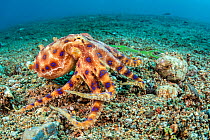 Bue ring octopus (Hapalochlaena lunulata) walking across the sea bed. Dauin, Dauin Marine Protected Area, Dumaguete, Negros, Philippines. Bohol Sea, tropical west Pacific Ocean.