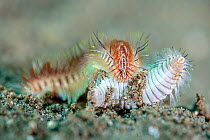 Interaction, possibly predation, between two polychaete worms (Chloeia sp). Dauin, Dauin Marine Protected Area, Dumaguete, Negros, Philippines. Bohol Sea, tropical west Pacific Ocean.