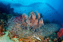 Convict blennies (Pholidichthys leucotaenia) swim across a coral reef with seafan (Melithaea sp.) behind. Misool, Raja Ampat, West Papua, Indonesia. Misool Marine Protected Area. Ceram Sea. Tropical W...
