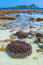 Hard coral reef (Porites sp.) exposed by a low spring tide in front of an island. Yillet Island, Misool, Raja Ampat, West Papua, Indonesia. Ceram Sea. Tropical West Pacific Ocean.