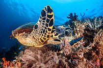 Hawksbill turtle (Eretmochelys imbricata) feeding on soft coral (Litophyton sp.) on a coral reef. Misool, Raja Ampat, West Papua, Indonesia. Misool Marine Protected Area. Ceram Sea. Tropical West Paci...