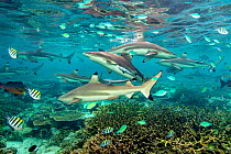 Blacktip reef sharks (Carcharhinus melanopterus) circling over a shallow coral garden (Acropora spp.). Misool, Raja Ampat, West Papua, Indonesia. Misool Marine Protected Area. Ceram Sea. Tropical West...