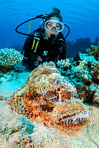 Diver (Jennie Lawson) with a camouflaged Scorpionfish (Scorpaenopsis oxycephala) on a coral reef. Gubal Island, Egypt. Strait Of Gubal, Gulf of Suez, Red Sea.