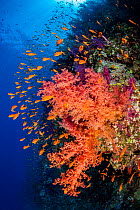 Colourful coral reef wall, with orange Scalefin anthias (Pseudanthias squamipinnis) swarming over red soft corals (Dendronephthya sp.) in a current. Ras Mohammed National Park, Sinai, Egypt. Red Sea