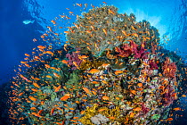 Colourful coral reef scene with Scalefin anthias (Pseudanthias squamipinnis), soft corals (Dendronepthya sp.) and hard corals (Acropora sp.). Ras Mohammed National Park, Sinai, Egypt. Red Sea
