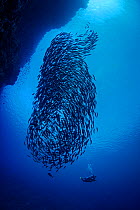 A school of mackerel (Scombridae) and a diver alongside a coral reef wall. Ras Mohammed National Park, Sinai, Egypt. Red Sea